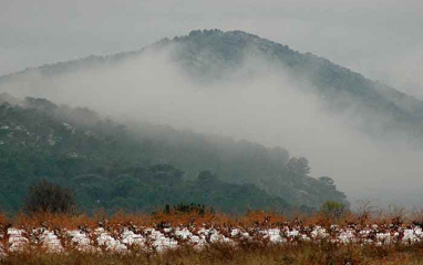 Niebla invernal