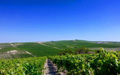 Viñedo en el Marco de Jerez