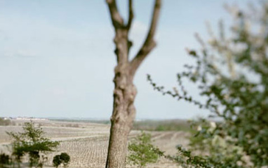 Árbol ubicado en la propiedad