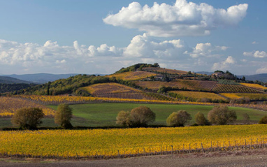 Viñedos en otoño