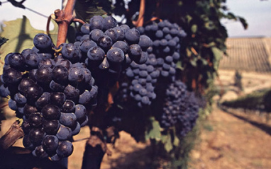 Uvas Sangiovese