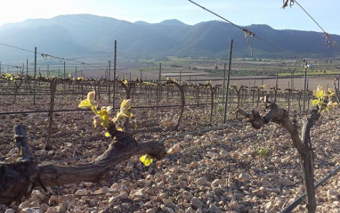 Viñedo de Hacienda del Carche