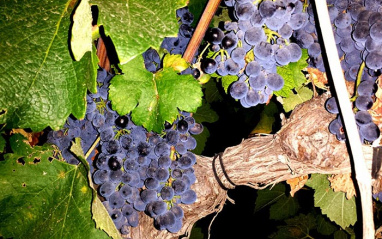 Racimos de Syrah