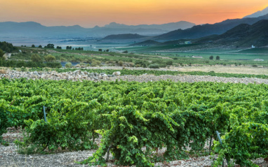 Viñedos de Bodegas Carchelo