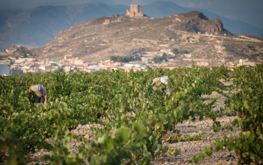 Vista de viñedo