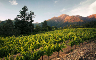 Viñedo con montañas al fondo