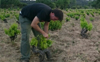 Sánchez en uno de sus viñedos en Gredos