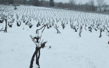 El viñedo de Casa Aurora en invierno