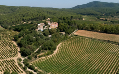 Vista desde el aire del viñedo