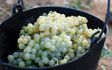 Uvas en el capacho de vendimia