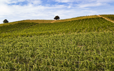 Viñedo de Barbera