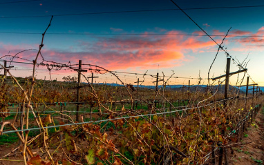 Viñedos de Casta de Vinos