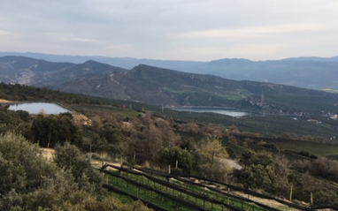 Viñedo en el pleno Pirineo leridano