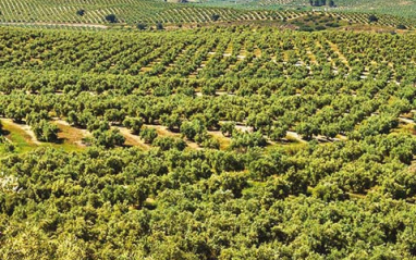 Olivares en Jaén