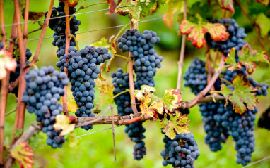 Detalle de las uvas