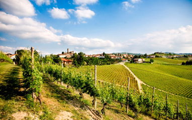 Panorámica de viñedos