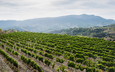 Viñedos en hilera