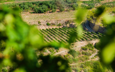 Viñas de Celler Cecilio