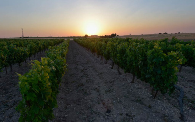 Atardecer en el viñedo