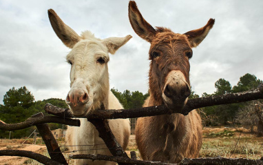 Juanita y Florentina