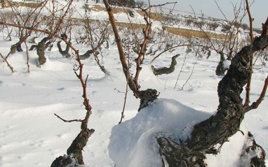 Viñedo nevado