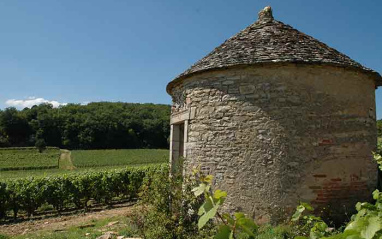 Detalle del viñedo