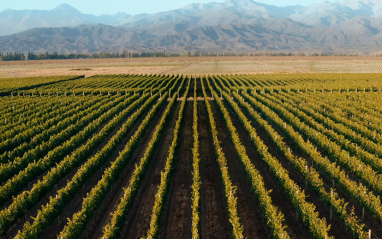 Panorámica del viñedo