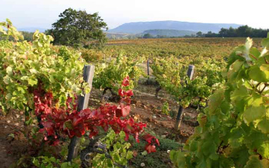 Viñas de Château Vignelaure