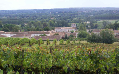 Viñedo