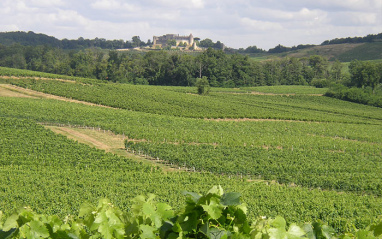 Vista de las inmediaciones del viñedo