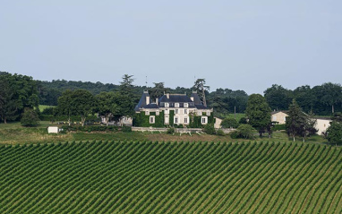 Vista general de Viñedo de Château de Parenchère
