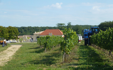 Viñedos Depósitos Château Lalande