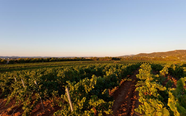 Viñedos