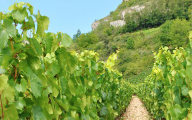 Domaine Christophe Buisson apuesta por la viticultura ecológica