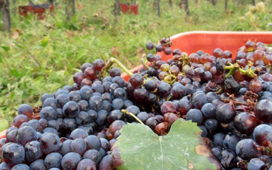 Uvas recién vendimiadas