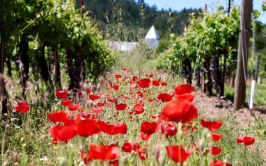 Viñedos de Sonoma en California