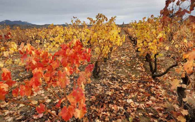 Bodegas Cornelio Dinastía