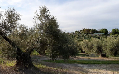 Olivos centenarios