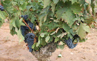 Viña de Tempranillo