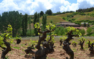 Cepas en vaso de De Martino