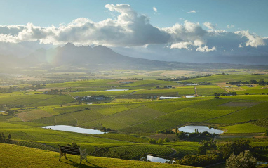 Viñedos con montañas al fondo