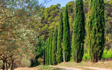 Hermosos paisajes que rodean al Château Des Sarrins.