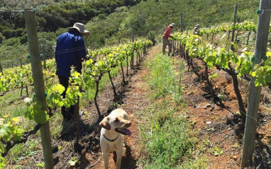Viñedos
