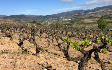 Viñedo en el Bierzo