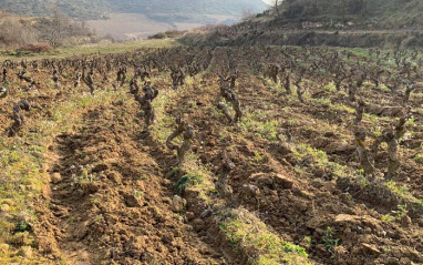 Viñedos en la Rioja Alavesa