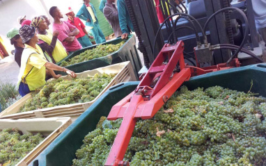 Las uvas llegan a la bodega