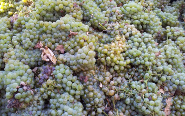 Uvas recién recolectadas