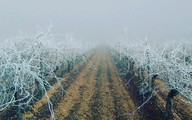 Viñas heladas