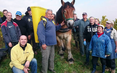 Agricultores en la vendimia