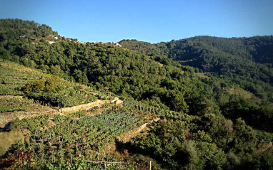 Panorámica de viñedos